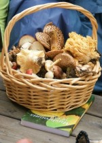 Basket of Delectable Wild Mushrooms