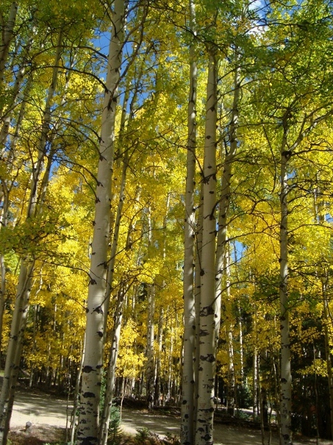 Fall color in St. Elmo Colorado.