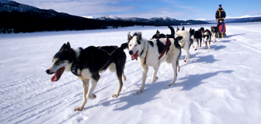 Dog Sled Tours Leadville Colorado